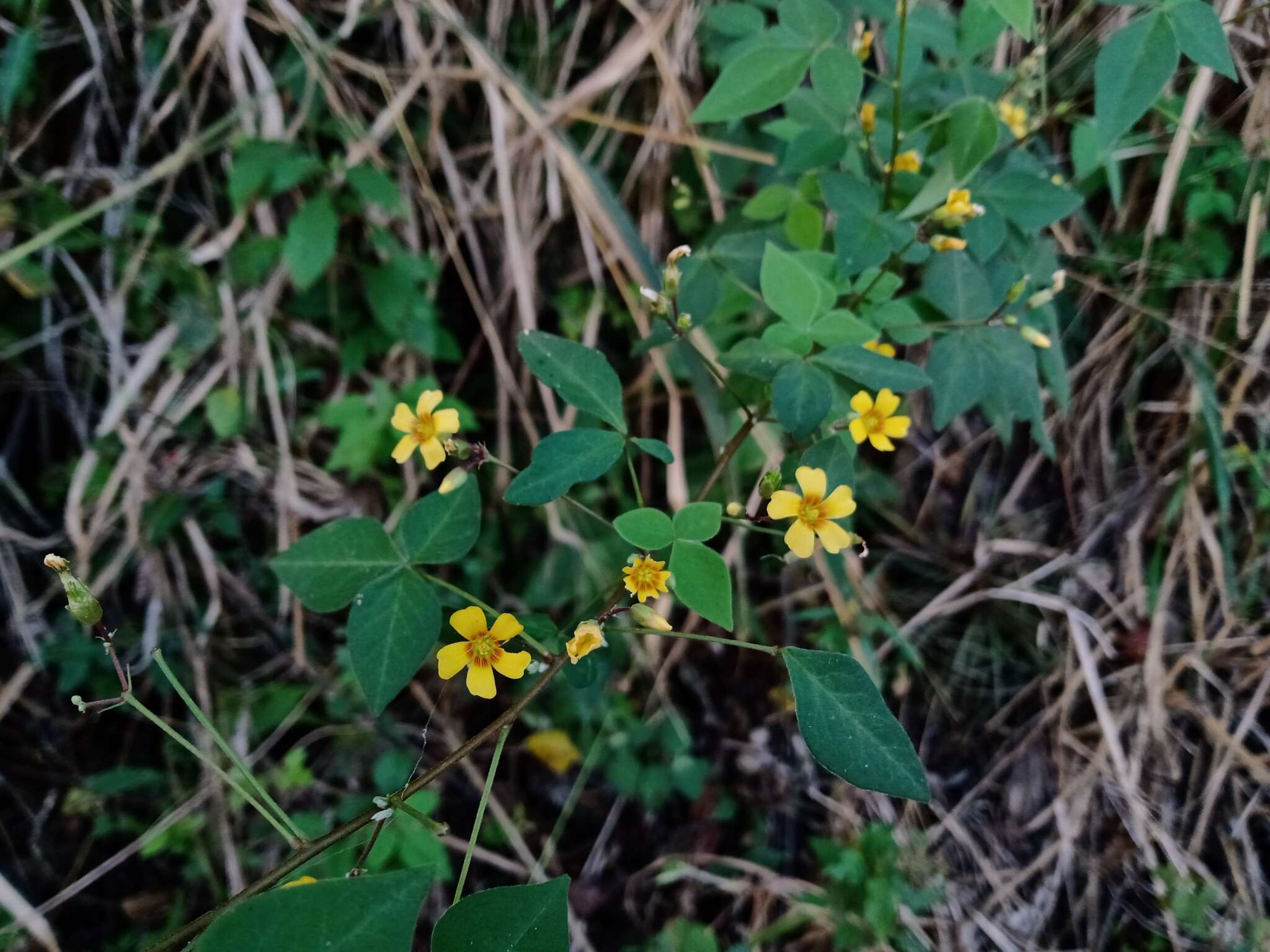 Sivun Oxalis rhombifolia Jacq. kuva