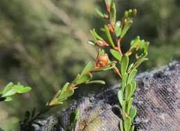 Sivun Leptospermum parvifolium Sm. kuva