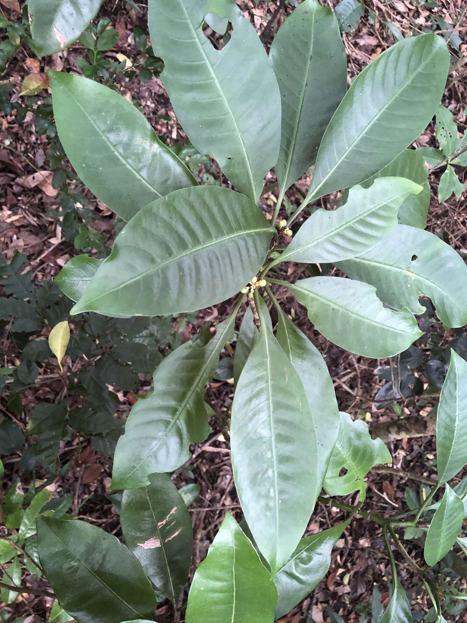 Image of Psychotria cephalophora Merr.