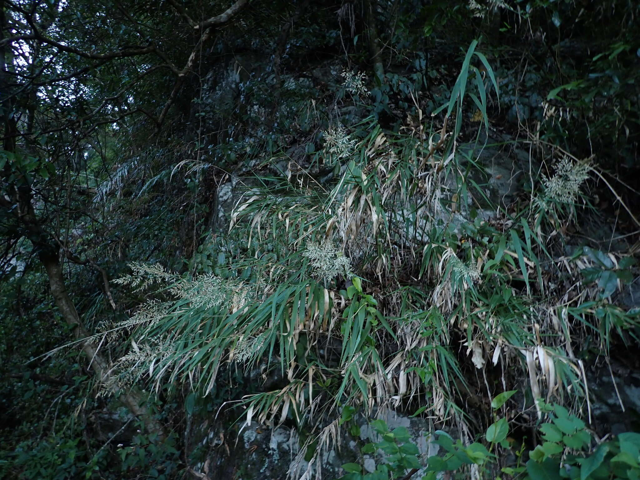 Image of Arundo formosana Hack.