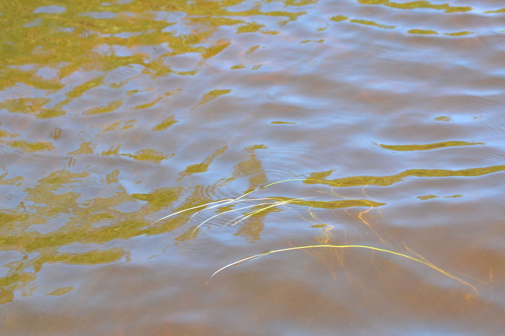 Image of Floating Bur-reed