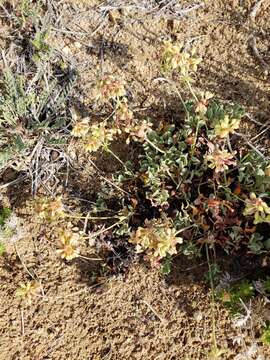 Image of sulphur-flower buckwheat