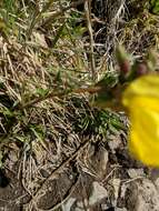 Imagem de Oenothera stricta Link