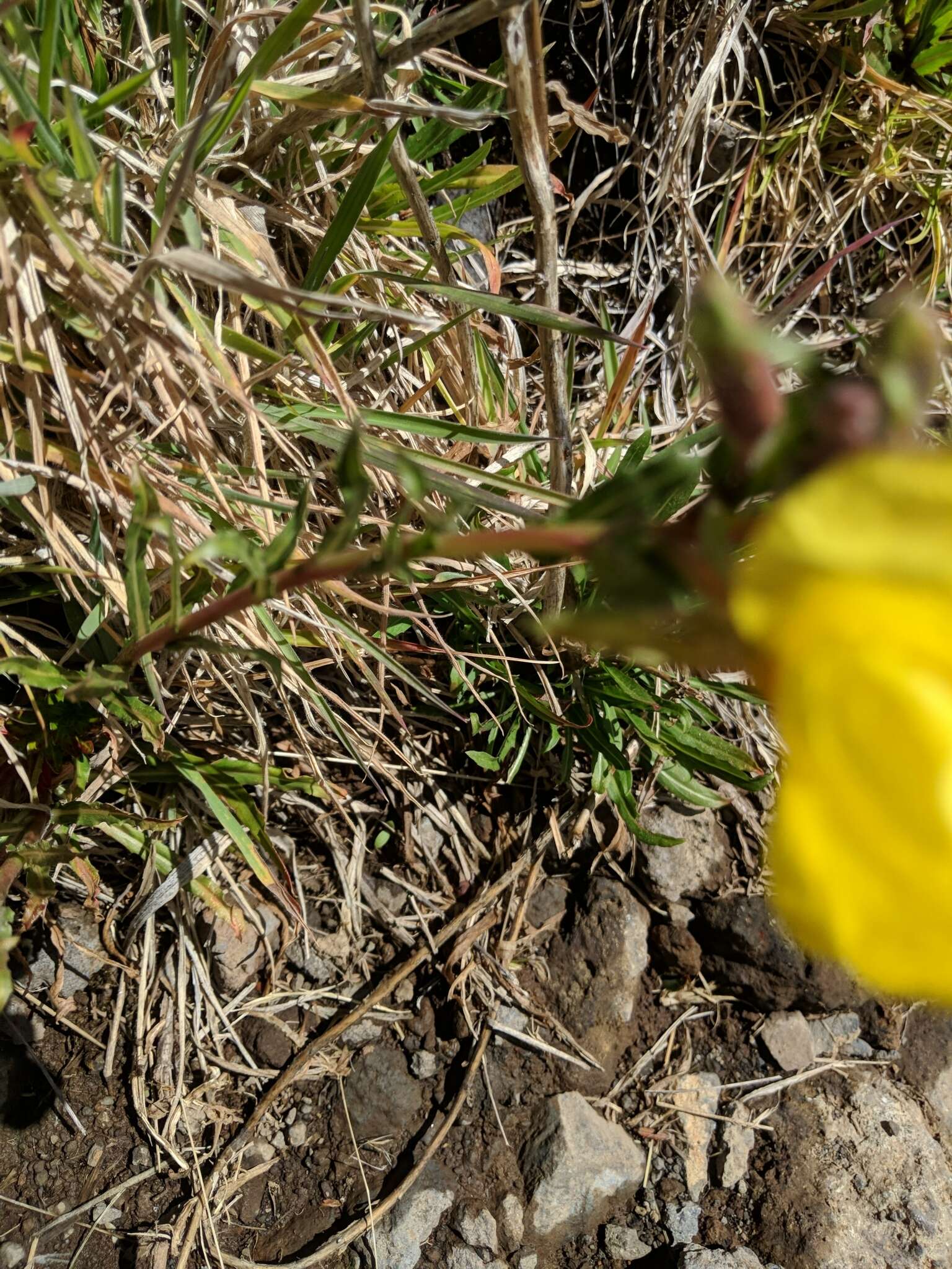 Imagem de Oenothera stricta Link