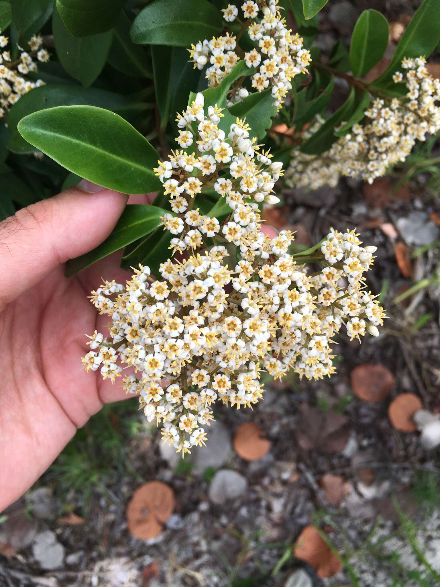 Слика од Ardisia escallonioides Schiede & Deppe ex Schltdl. & Cham.