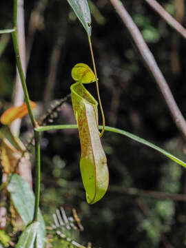 Image of Nepenthes tobaica Danser