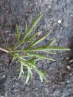 Image of Viola chaerophylloides var. sieboldiana (Maxim.) Makino