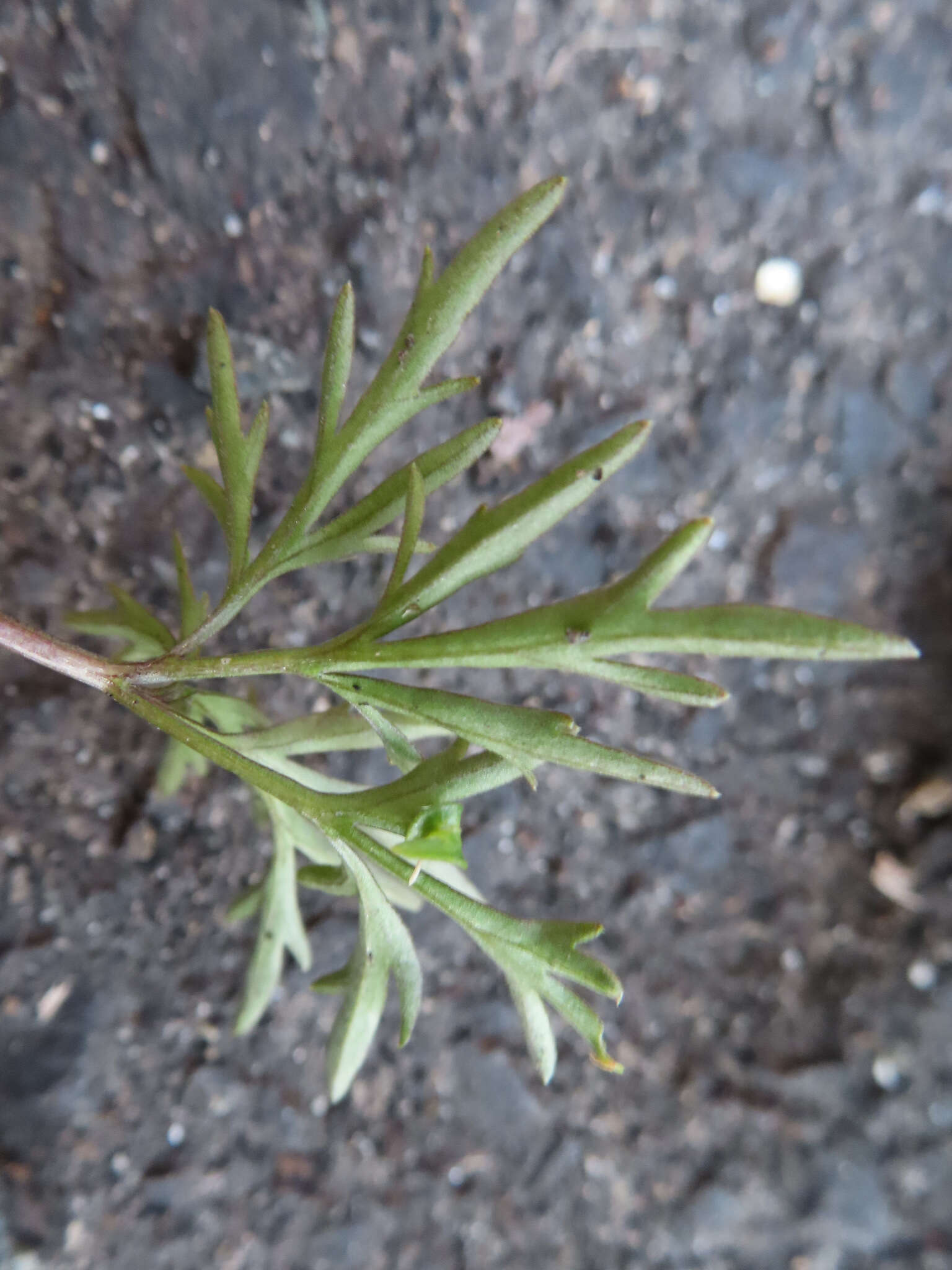 Image of Viola chaerophylloides var. sieboldiana (Maxim.) Makino