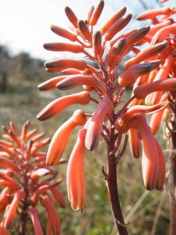 Image of Aloe monteiroi Baker