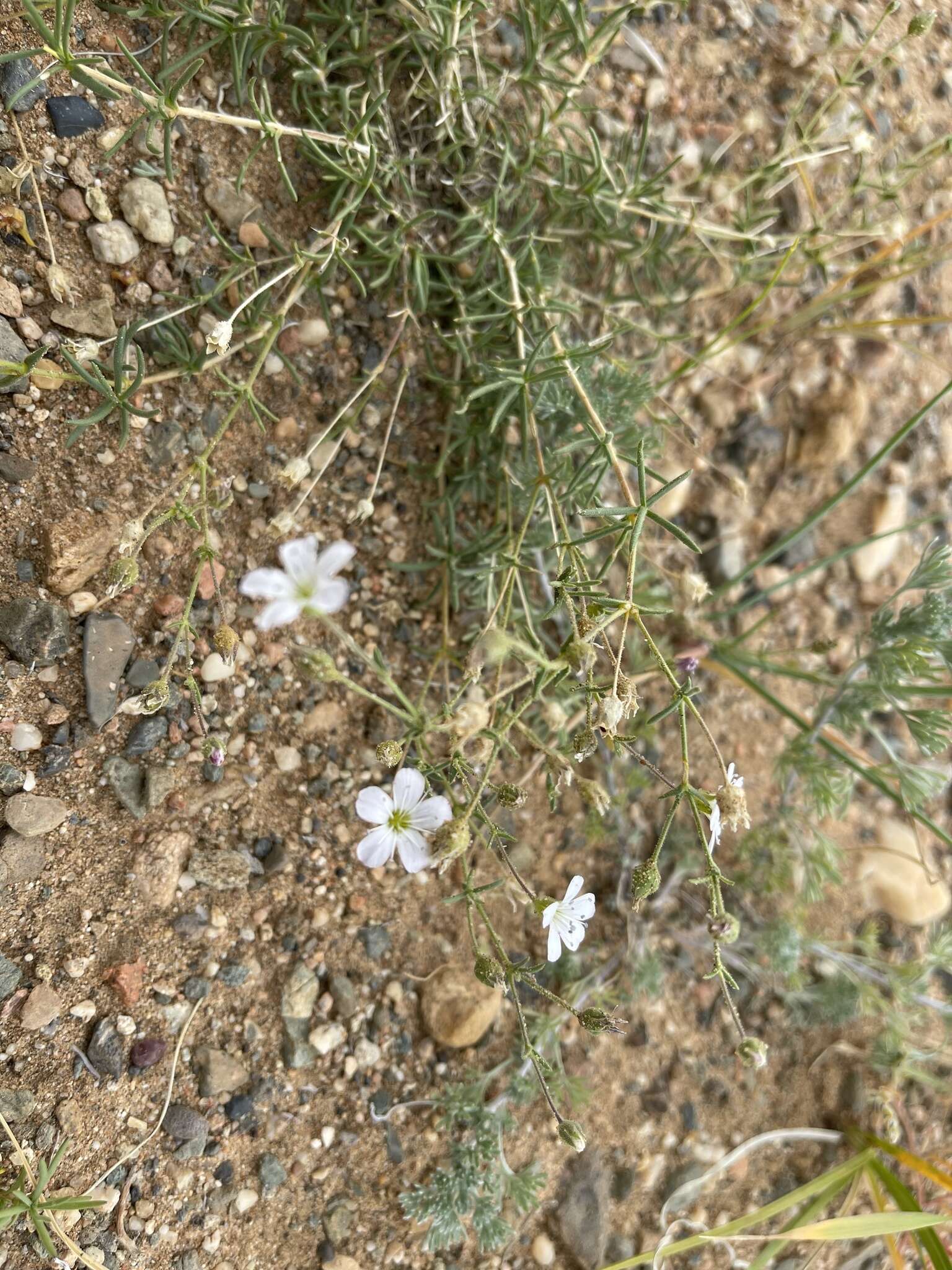 Imagem de Heterochroa desertorum Bunge