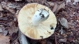 Image of Russula romellii Maire 1910