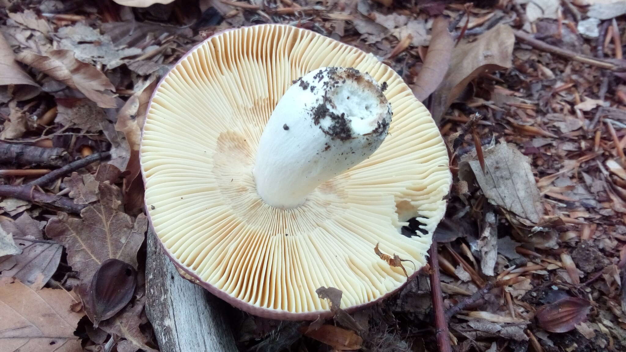 Image of Russula romellii Maire 1910