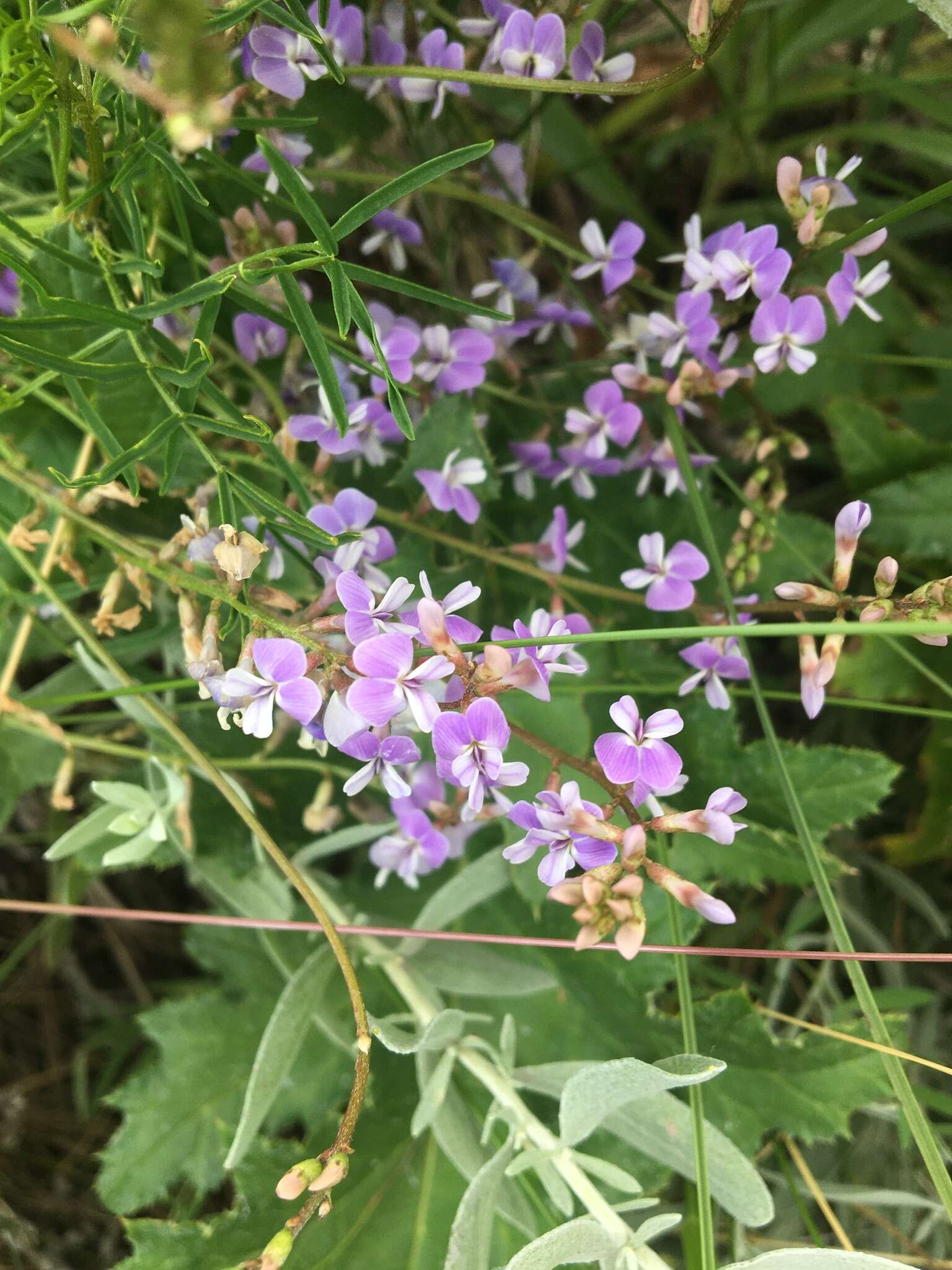 Imagem de Astragalus silvisteppaceus Knjaz.