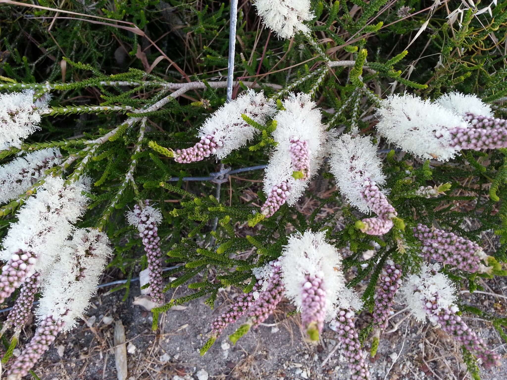 Sivun Melaleuca huegelii Endl. kuva