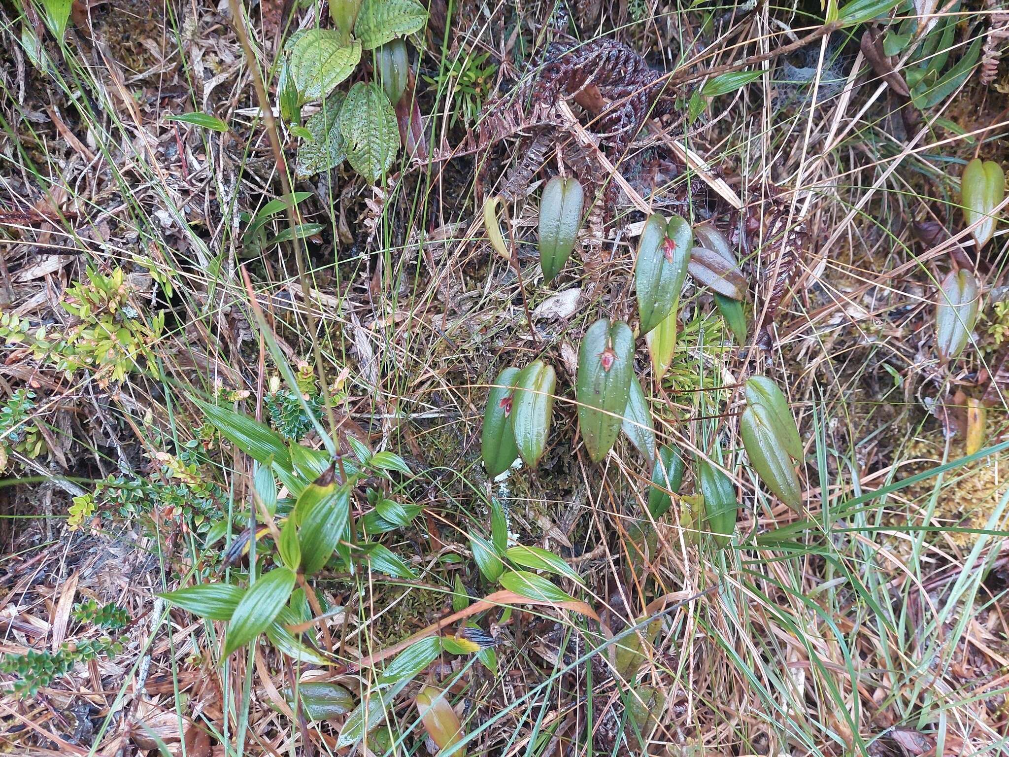 Image of Pleurothallis coriacardia Rchb. fil.