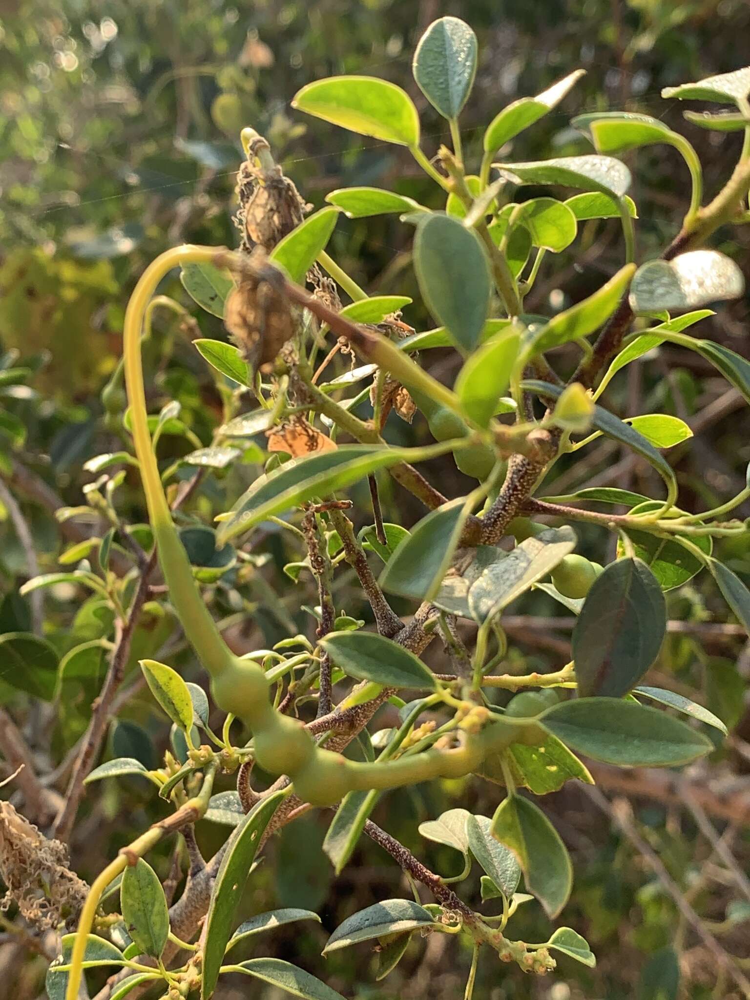 Image of Maerua angolensis subsp. angolensis