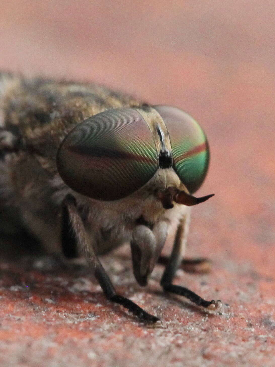 Image of Tabanus bromius Linnaeus 1758