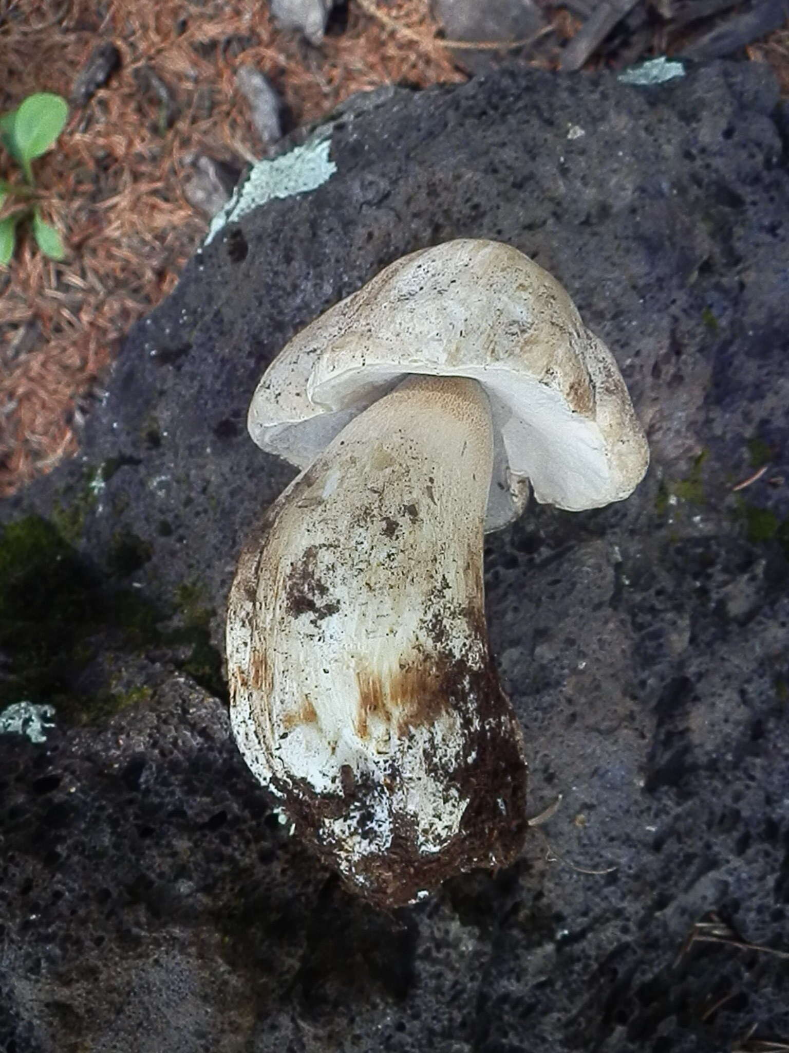 Sivun Boletus barrowsii Thiers & A. H. Sm. 1976 kuva