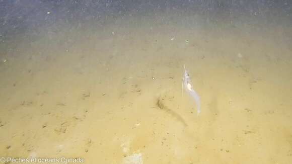 Image of pink glass shrimp