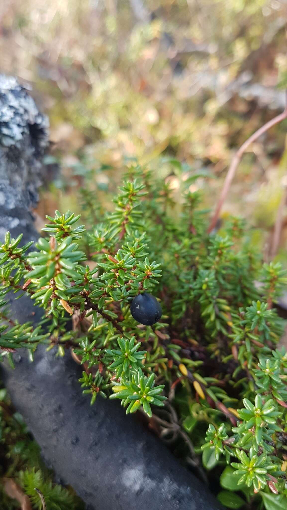 Image of black crowberry