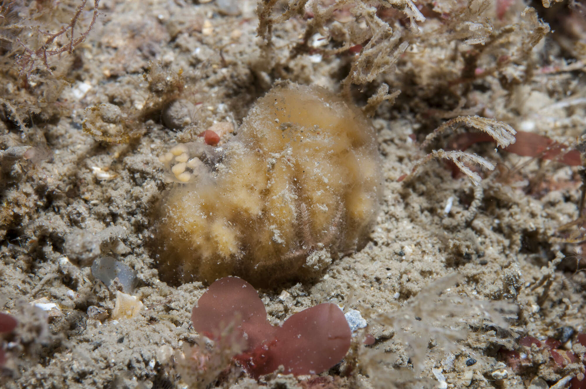 Image of Axinella parva Picton & Goodwin 2007