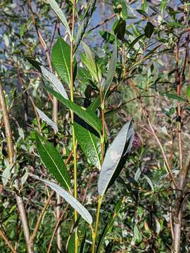 Image of Barclay's willow