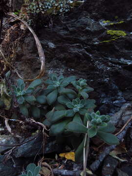 Image of Echeveria pulvinata Rose