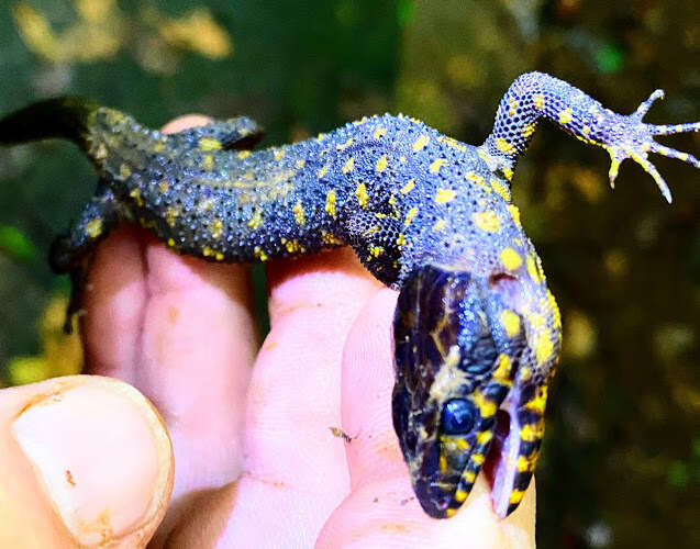 Image of Tropical night lizards