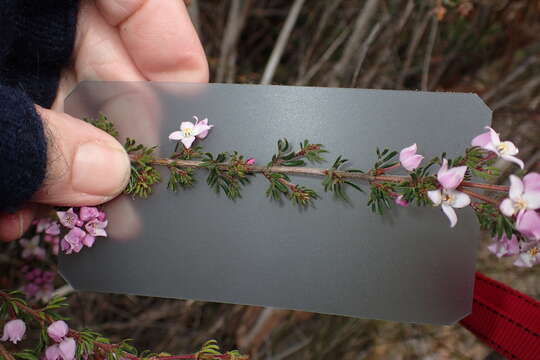 Image of Boronia pilosa subsp. pilosa