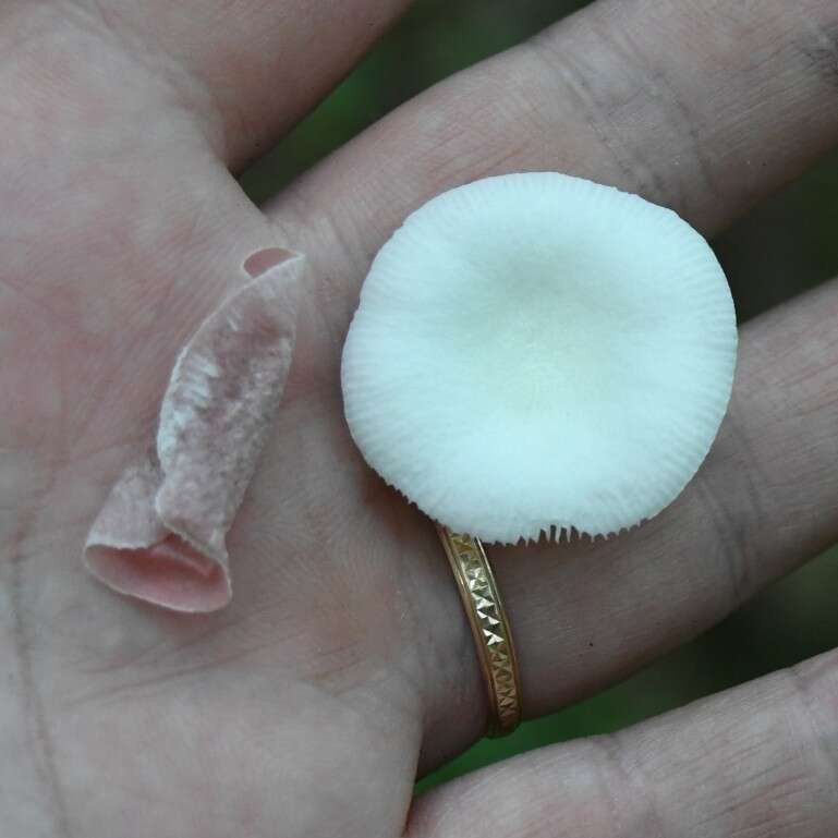 Image of Russula betularum Hora 1960