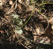 Image of Pelargonium caucalifolium subsp. caucalifolium