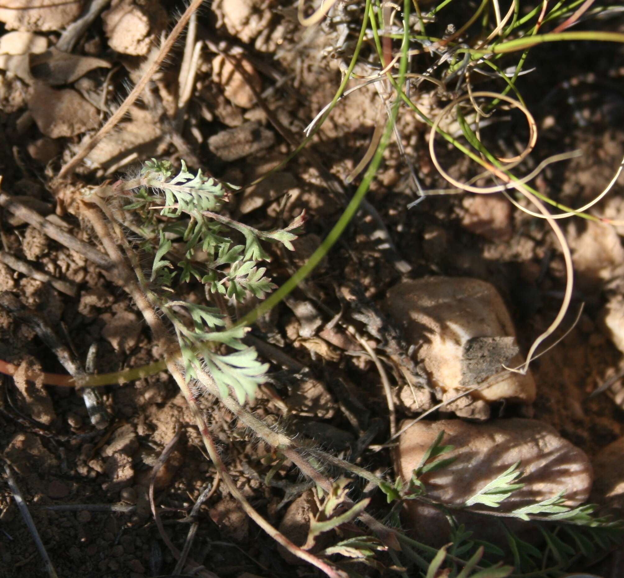 Image of Pelargonium caucalifolium subsp. caucalifolium