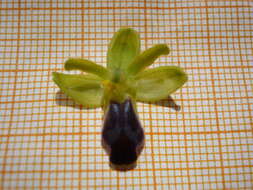 Image of Ophrys fusca subsp. fusca