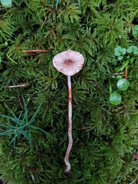 صورة Lepiota flammeotincta Kauffman 1925