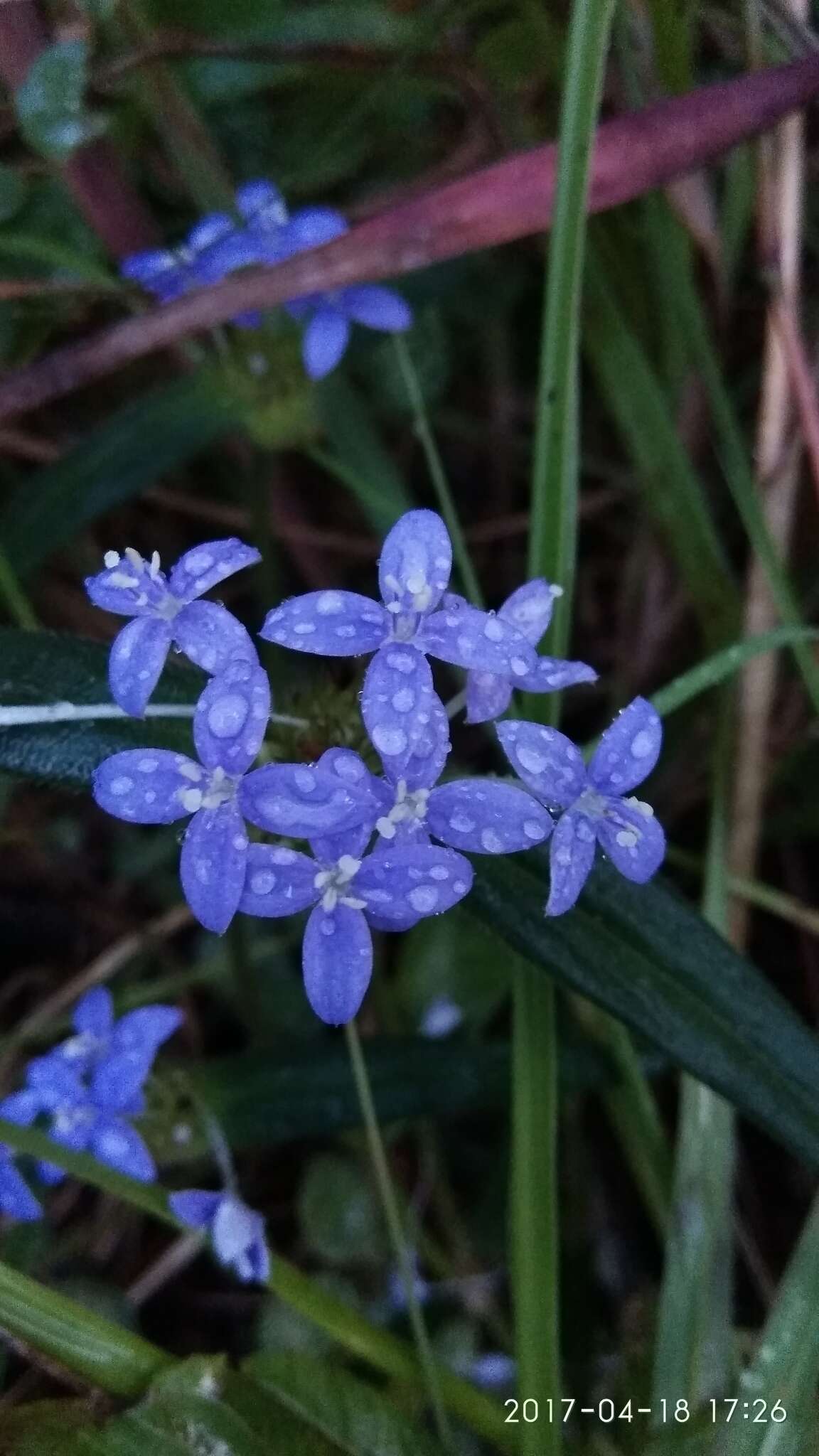 Plancia ëd Spermacoce dibrachiata Oliv.