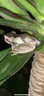 Image of Bleating Tree Frog