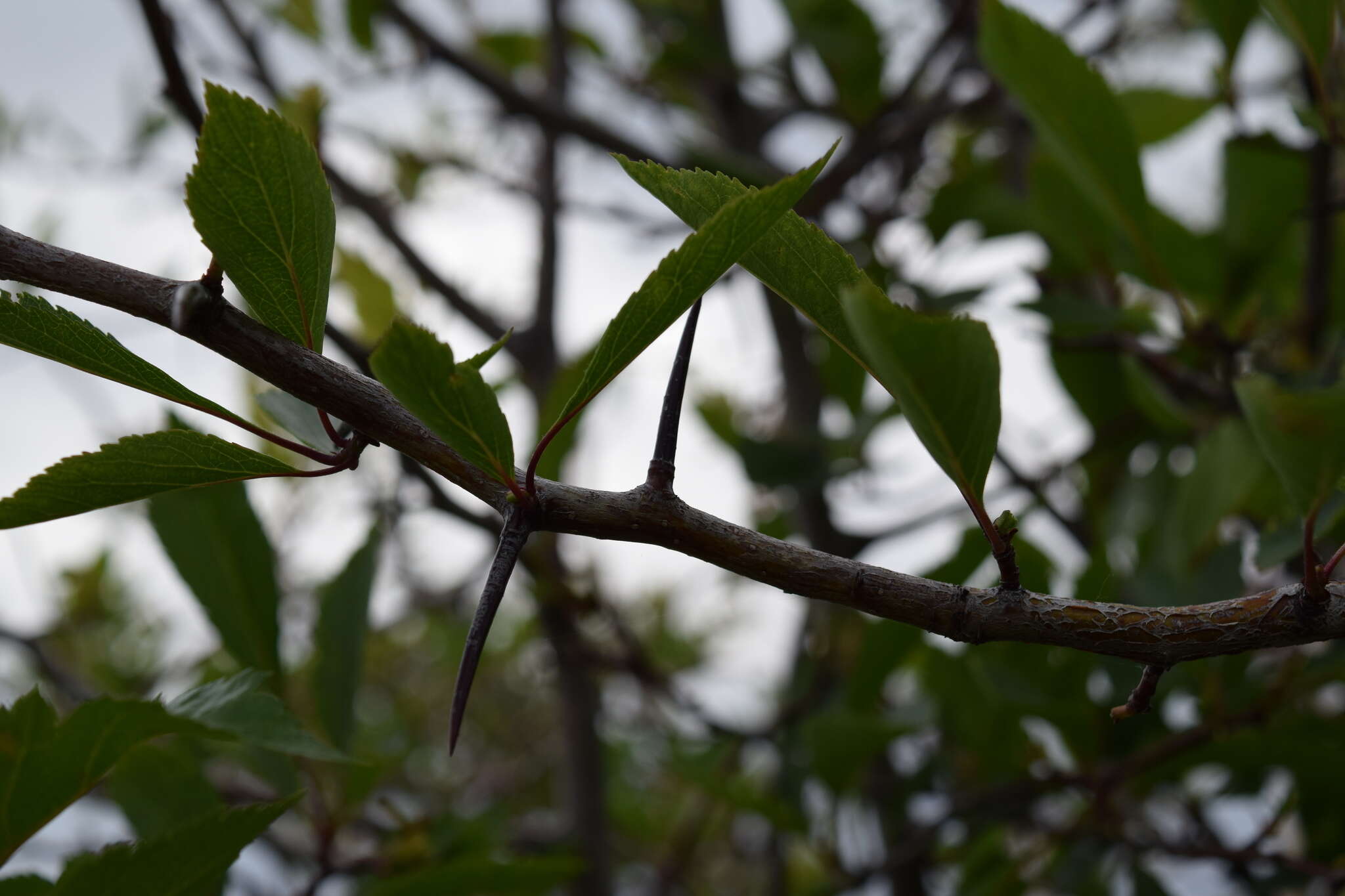 Imagem de Crataegus rivularis Nutt. ex Torr. & Gray