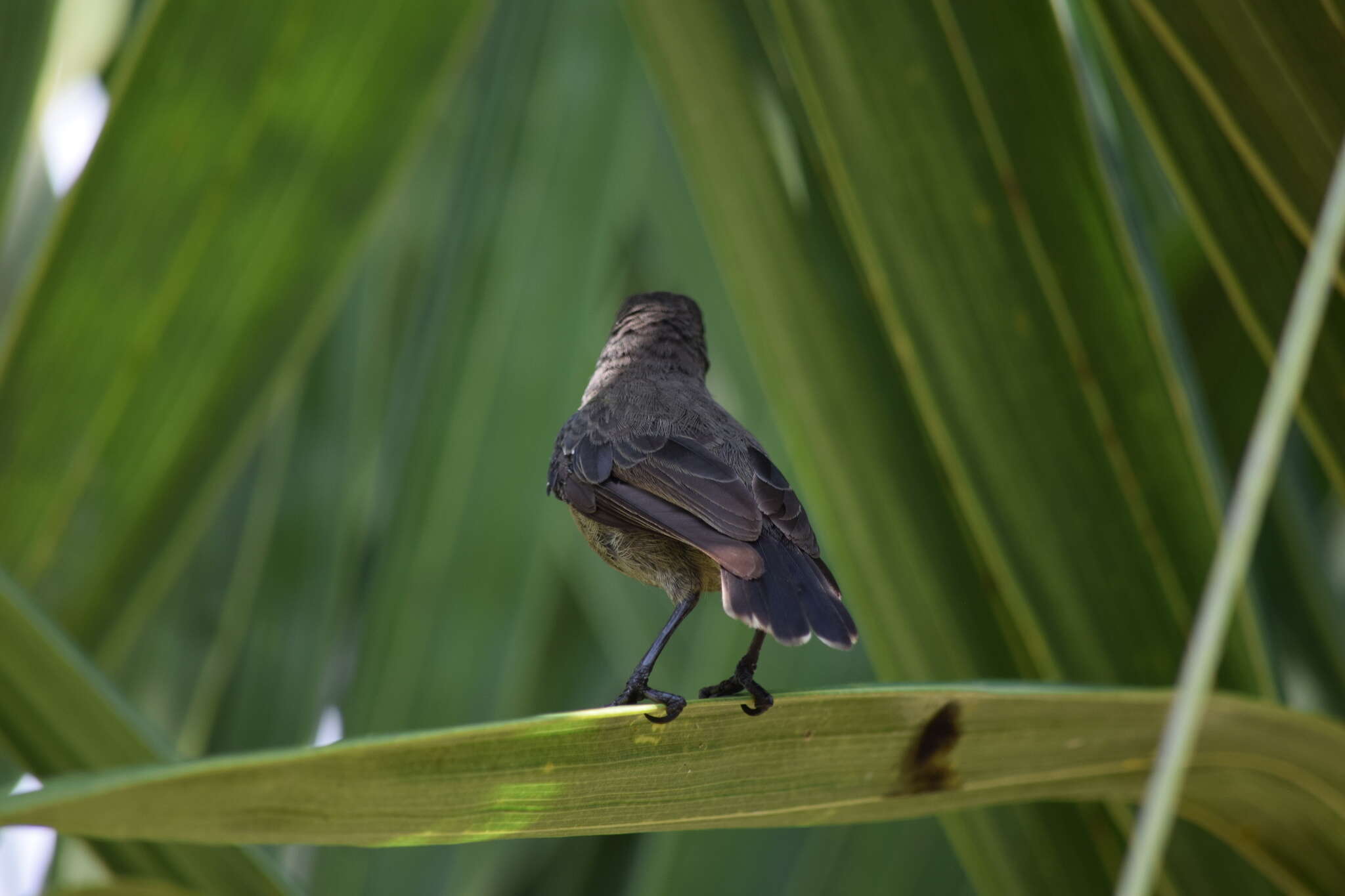 Image of Seychelles Sunbird