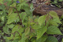 Sivun Ulmus davidiana var. japonica (Rehd.) Nakai kuva