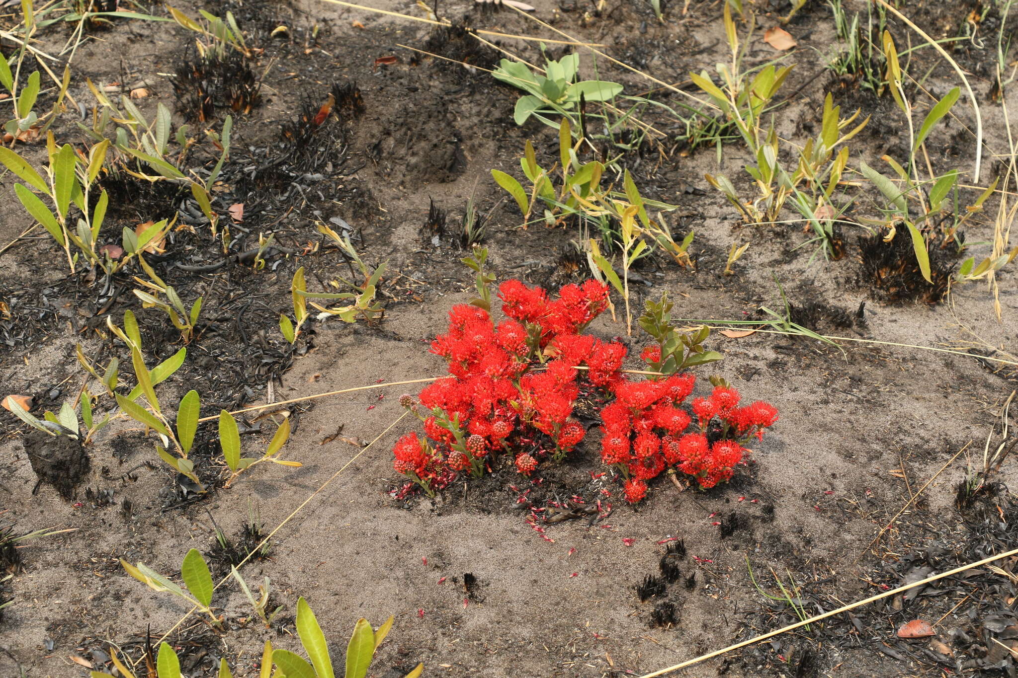 Image of Combretum platypetalum Welw. ex Laws.