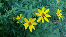 صورة Coreopsis major Walt.