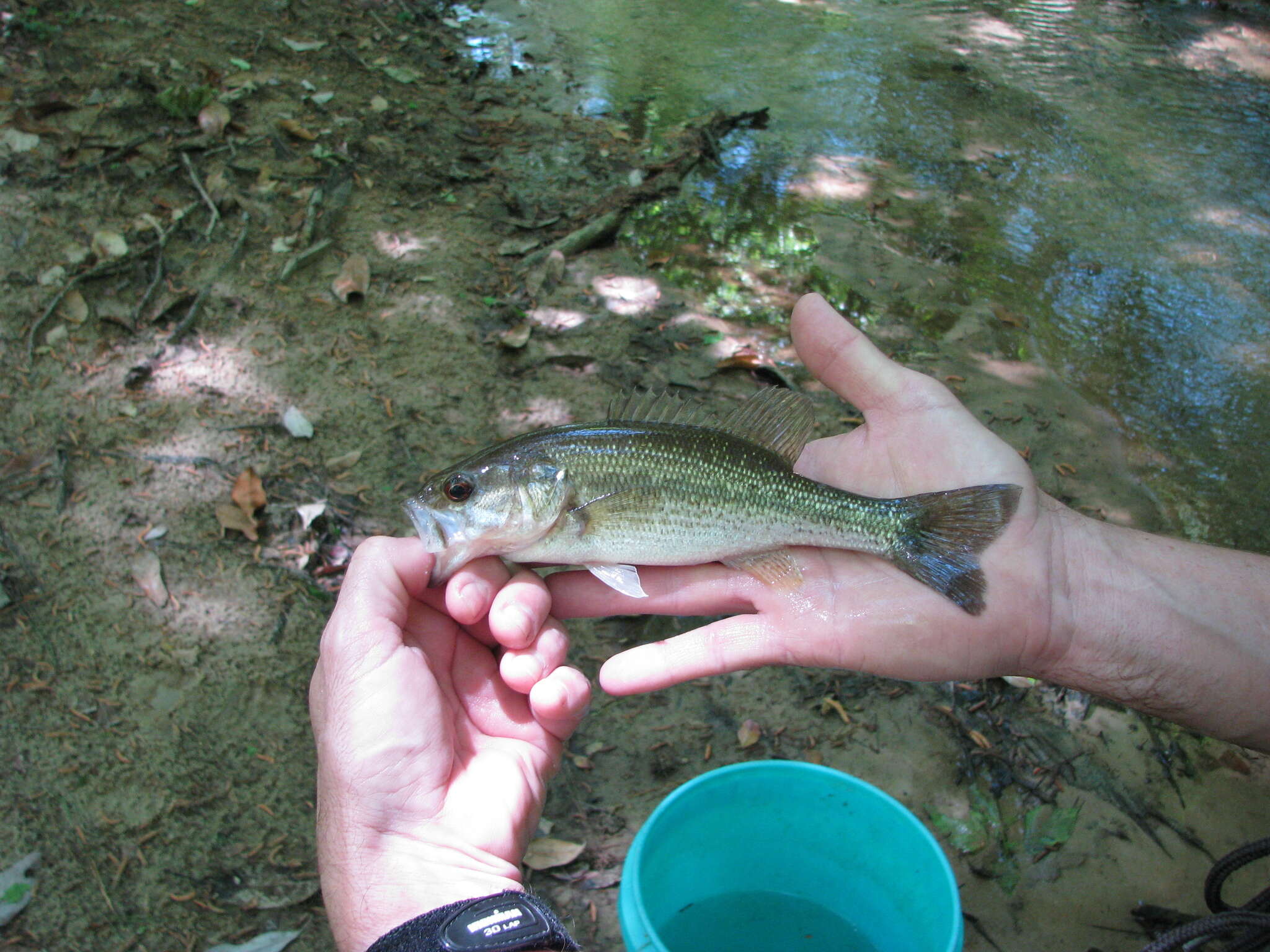 Image of Spotted bass