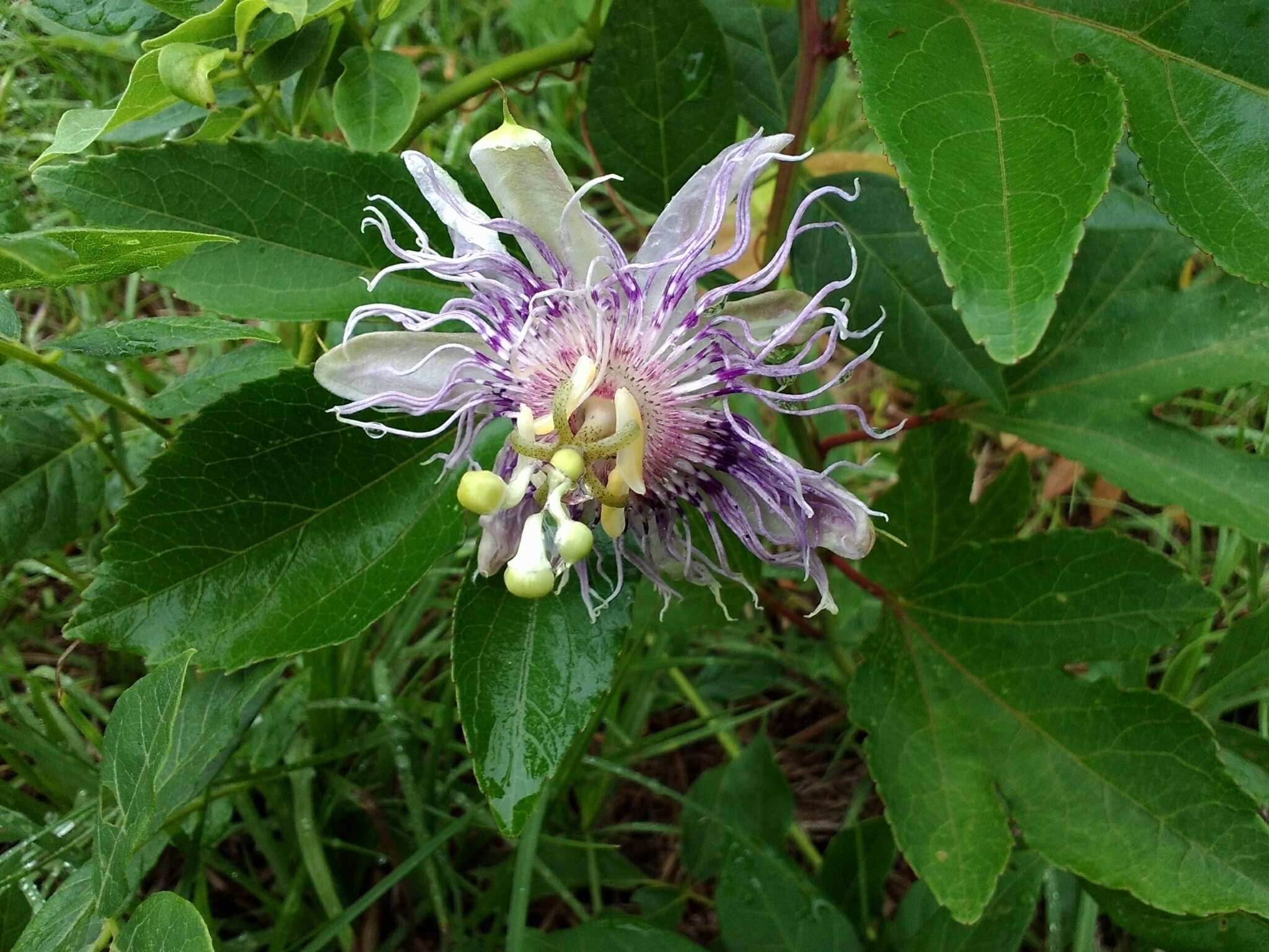 Plancia ëd Passiflora incarnata L.