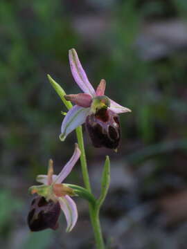 Image of Ophrys morisii (Martelli) G. Keller & Soó