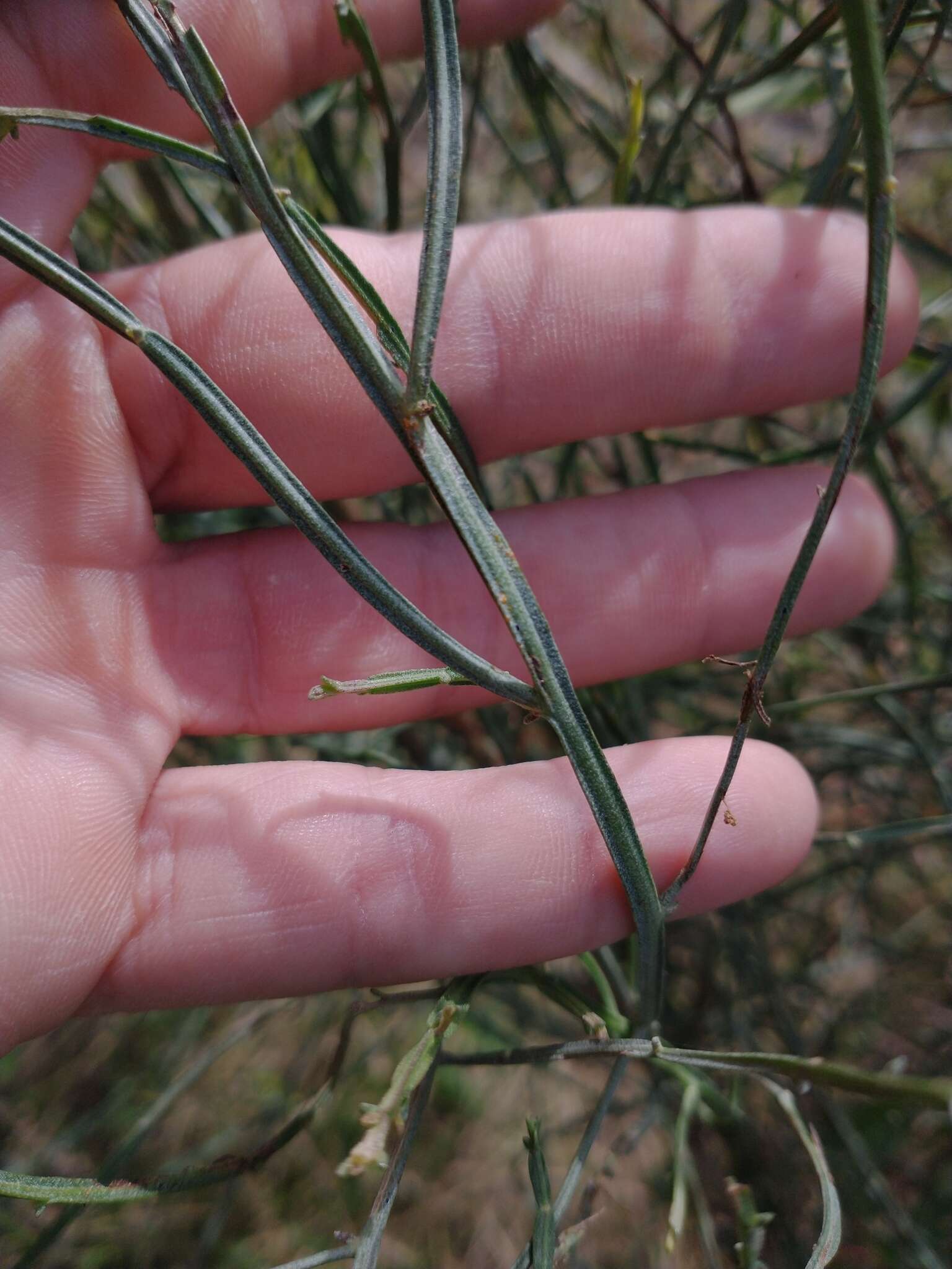 Image of Baccharis articulata (Lam.) Pers.