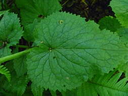 Image of Valeriana pyrenaica L.