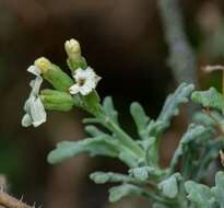 Image of Mathewsia foliosa Hook. & Arn.