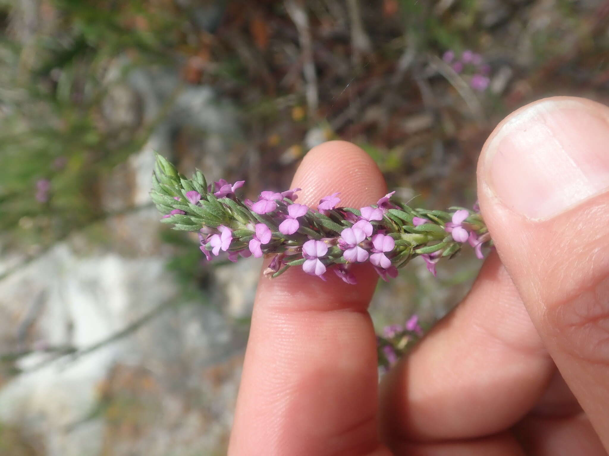 Image of Muraltia satureioides Burch. ex DC.