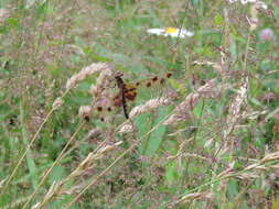 Слика од Celithemis elisa (Hagen 1861)