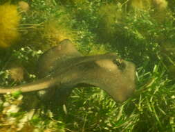 Image of Striped Stingaree